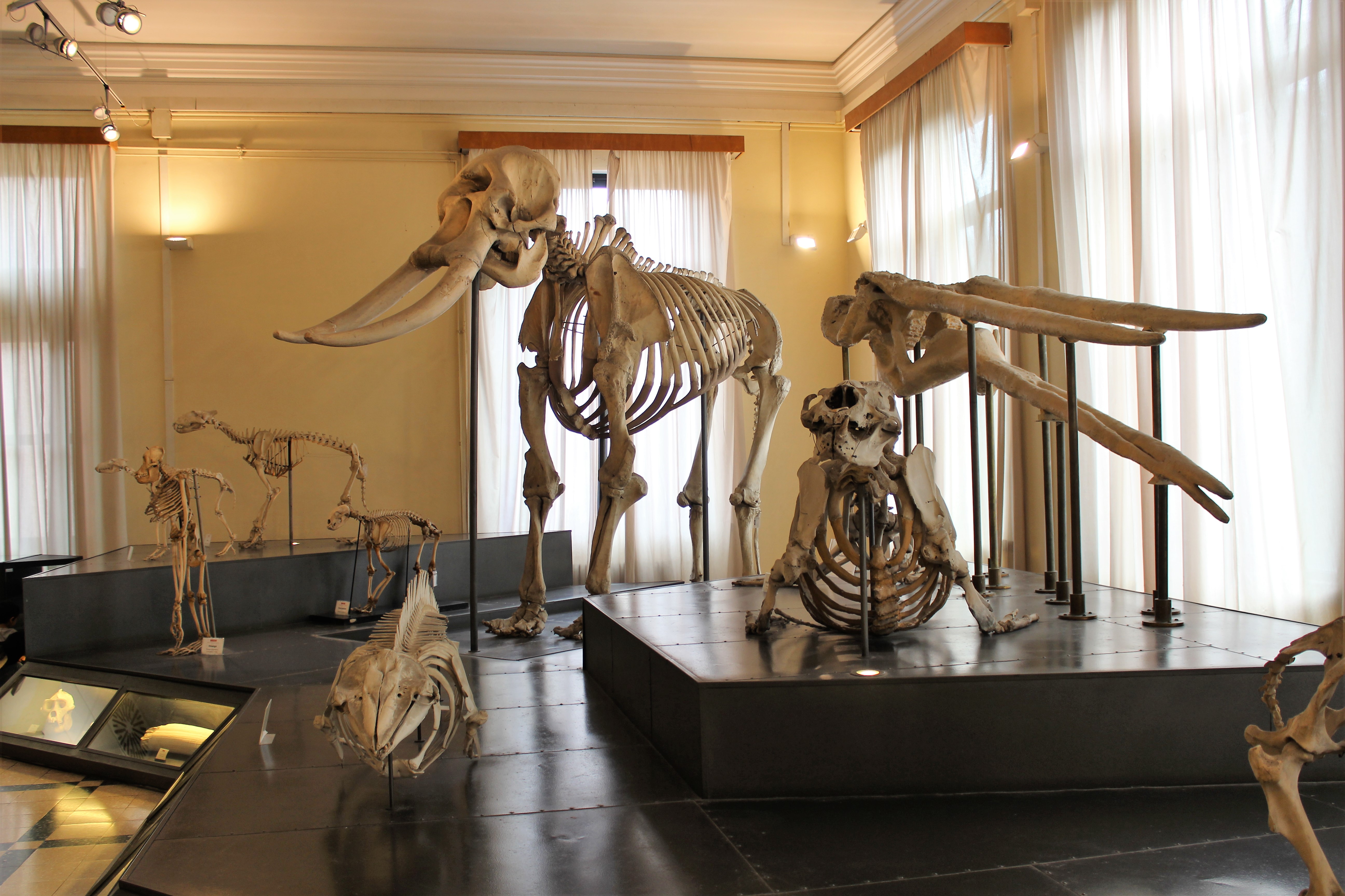 Museo Civico di Zoologia — Rome