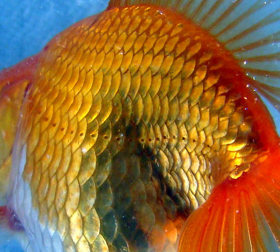 Línea Lateral