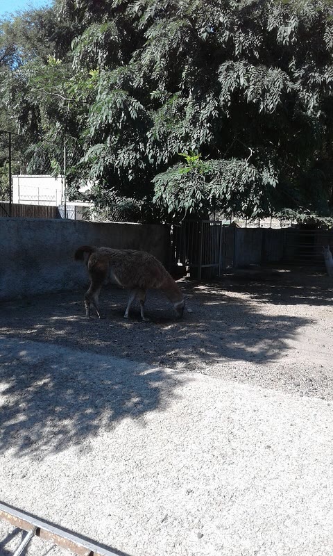 Одеський зоопарк — Одеса