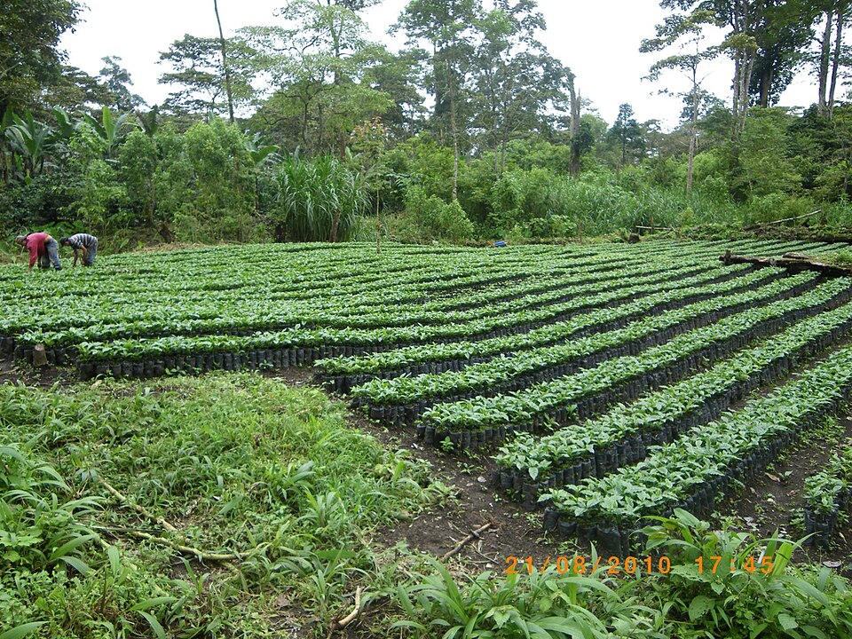 Cultivos Coffee