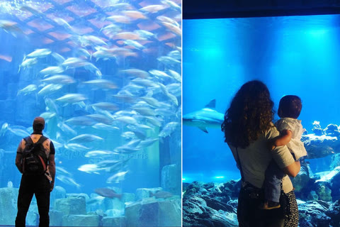 Aquarium tropical — Paris